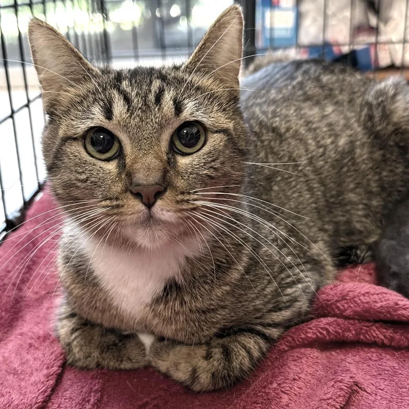 An adult medium-sized female Brown / Chocolate Domestic Short Hair cat named Cece for adoption in Birmingham, AL