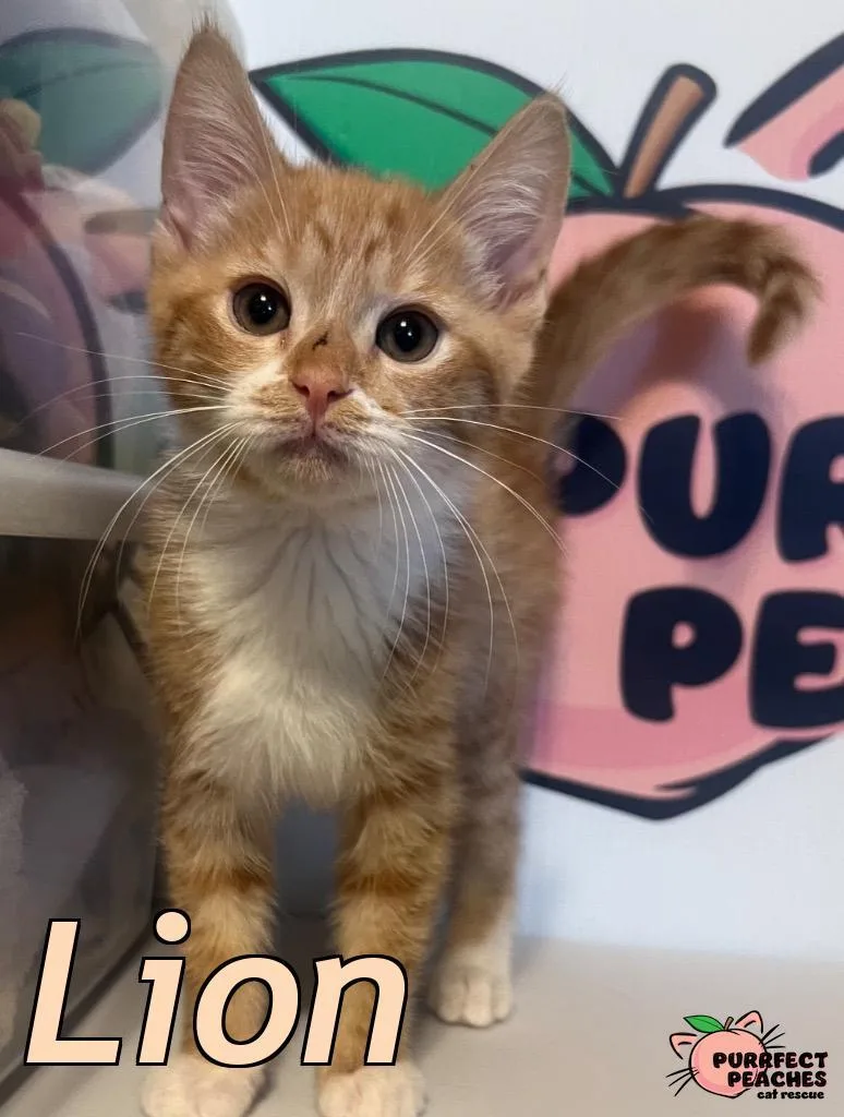 A baby medium-sized male Domestic Short Hair cat named Lion for adoption in Douglasville, GA
