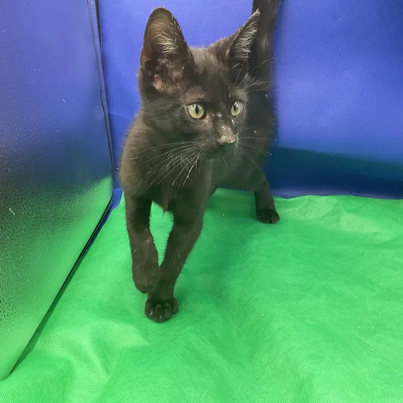 A baby small-sized male Black Domestic Short Hair cat named Andy for adoption in Gonzales, LA