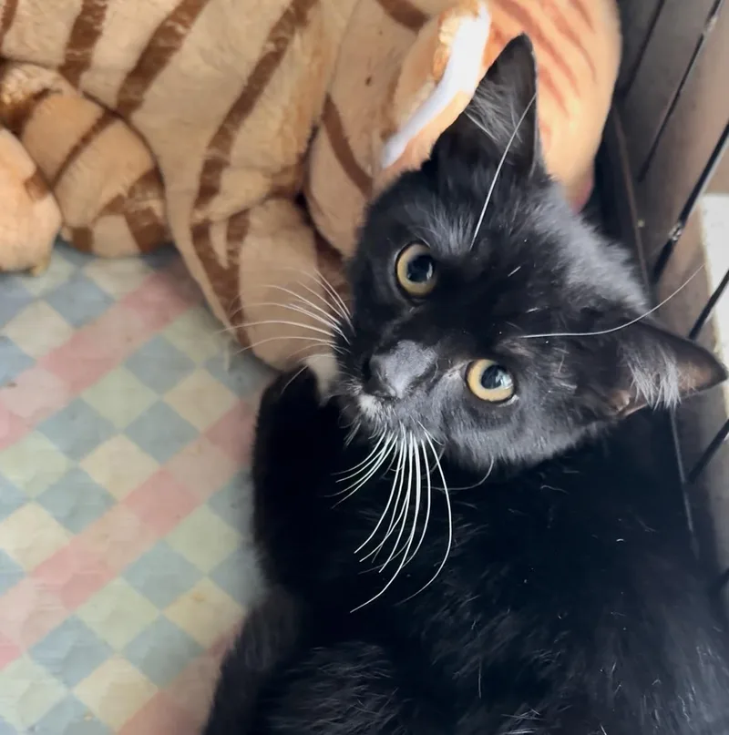 Solo  Rhythm  thumbnail 2