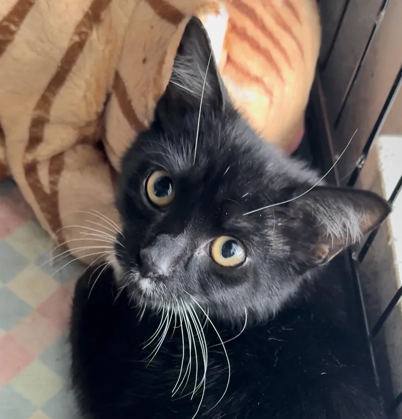 Solo  Rhythm  thumbnail 3