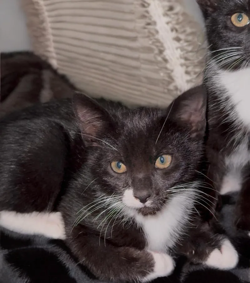 Solo  Rhythm  thumbnail 4