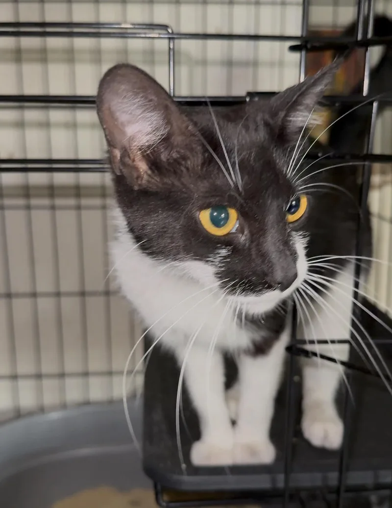 Solo  Rhythm  thumbnail 5