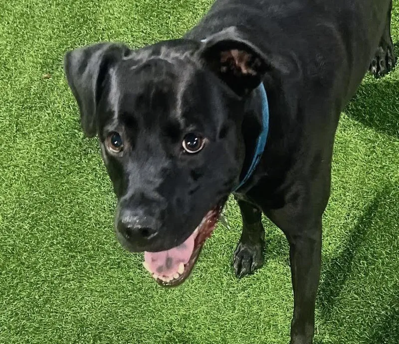 An adult large-sized male Black Labrador Retriever dog named Dallas for adoption in Oakland Park, FL