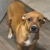 An adult small-sized female American Staffordshire Terrier dog named Honey for adoption in Phoenix, AZ