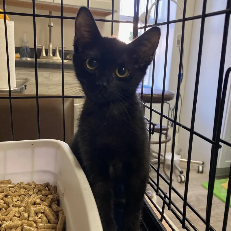 A baby medium-sized female Black Domestic Short Hair cat named Sploot for adoption in Kankakee, IL