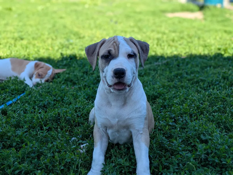 A baby medium-sized male White / Cream Mixed Breed dog named Hercules Mulligan for adoption in Des Moines, IA