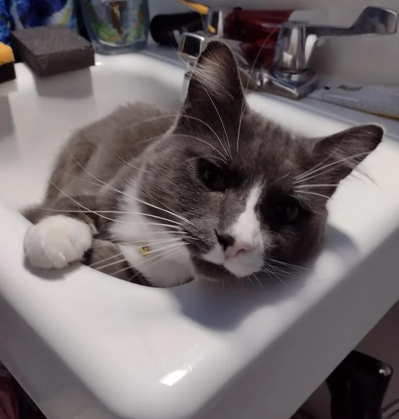 Willow And Flopper thumbnail 2