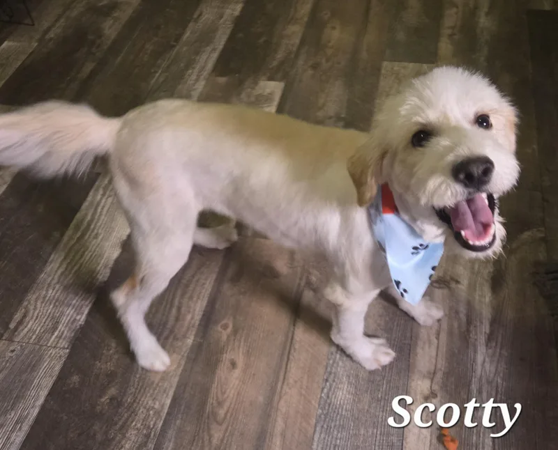 Scotty thumbnail 2