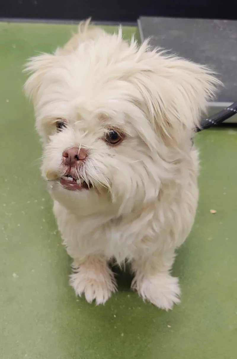 An adult small-sized female Shih Tzu dog named Asha for adoption in Fruit Heights, UT