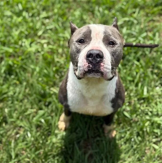 An adult medium-sized male Pit Bull Terrier dog named D.j. for adoption in Conroe, TX