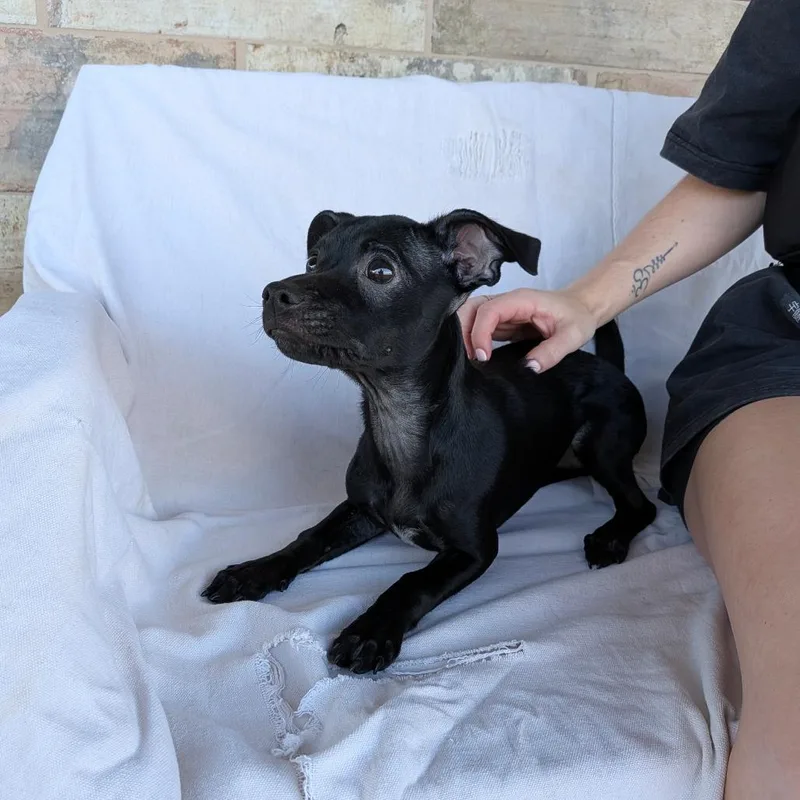 A baby small-sized female Dachshund dog named Wendy for adoption in Chico, CA