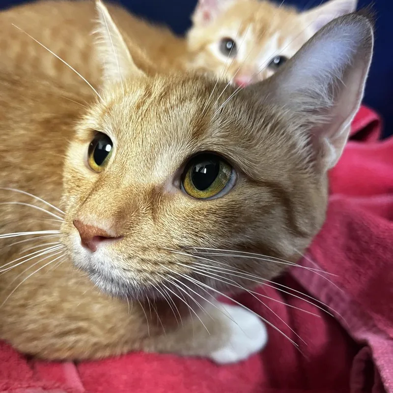 A young medium-sized female Orange / Red Domestic Short Hair cat named Trinity for adoption in Charlottesville, VA