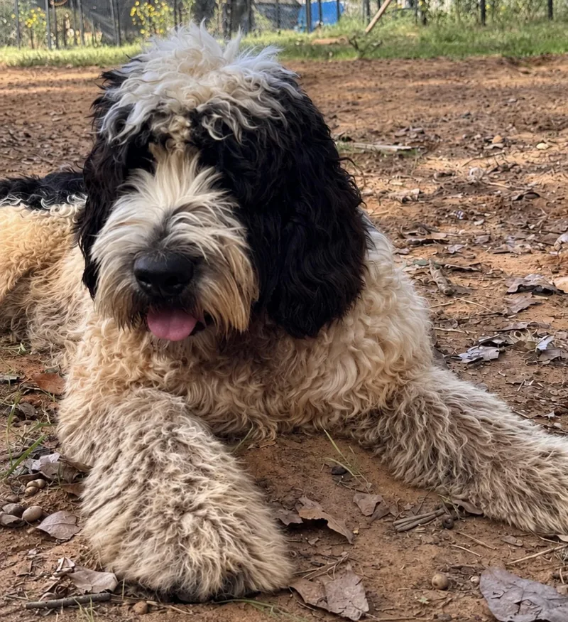 A baby medium-sized male Black Cockapoo dog named Frank for adoption in Pelham, NH