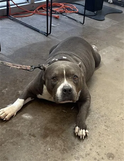 An adult large-sized female Mixed Breed dog named Tory for adoption in Dallas, TX