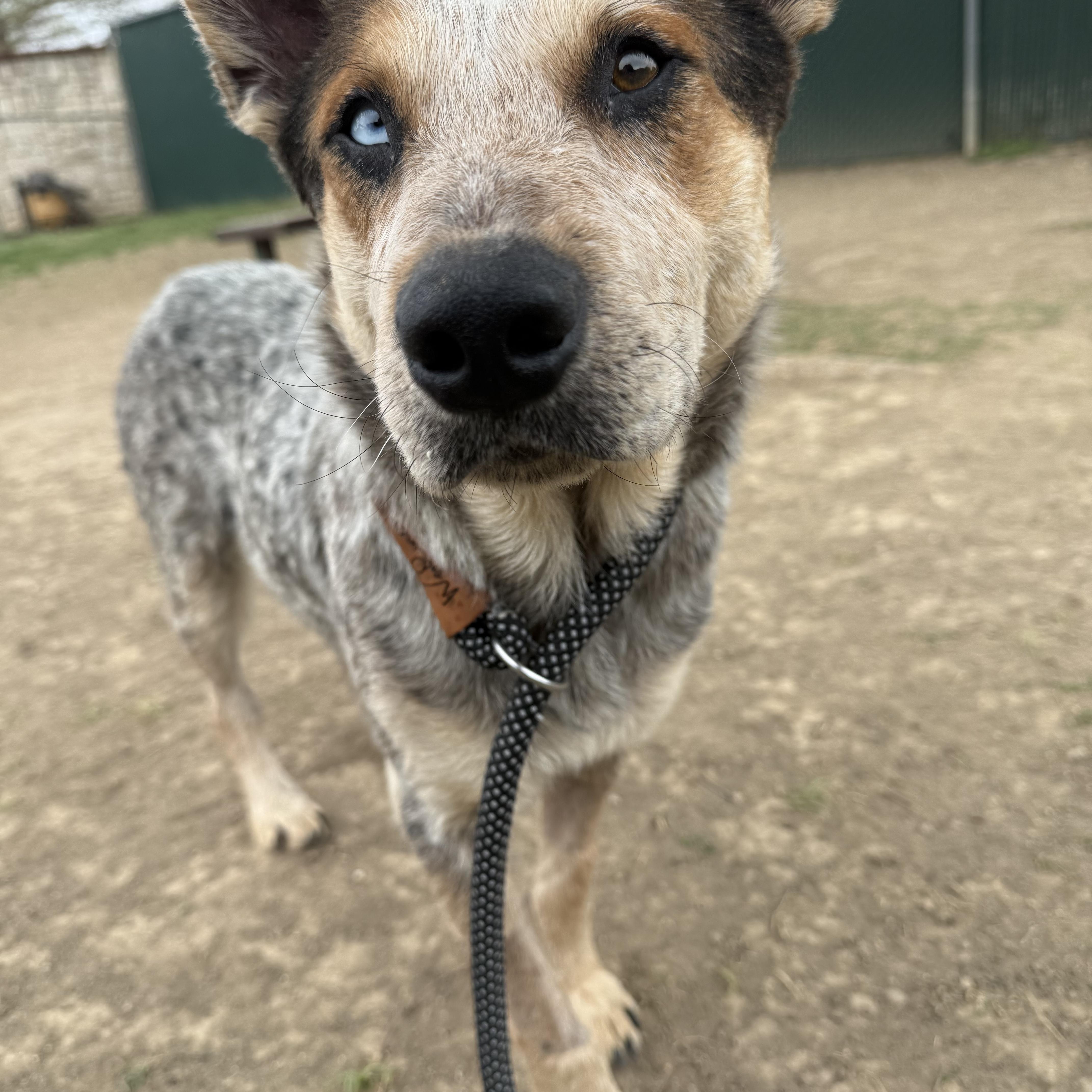 A young medium-sized male Australian Cattle Dog / Blue Heeler dog named Fargo for adoption in ALLEN, TX