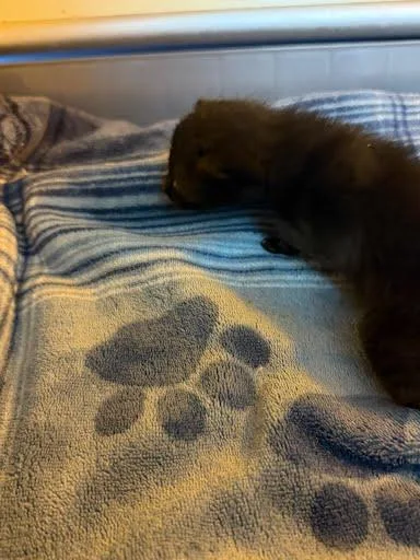 A baby small-sized female Domestic Short Hair cat named Cagney for adoption in Chamblee, GA