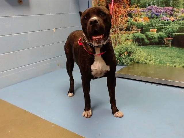 An adult large-sized male Mastiff dog named A for adoption in Moreno Valley, CA