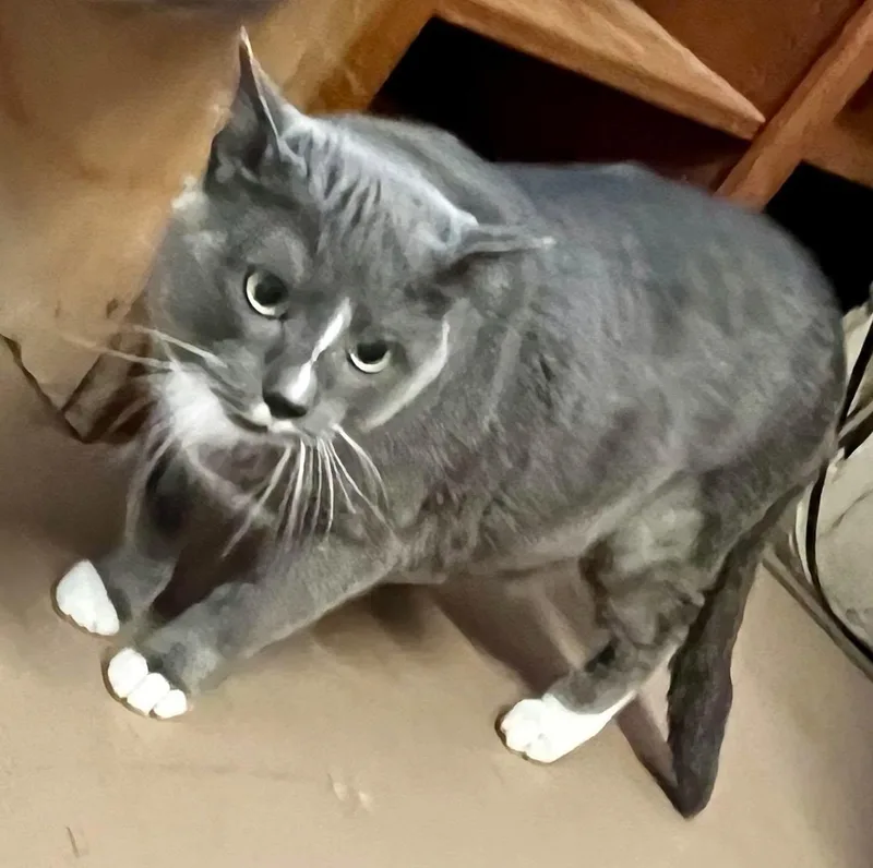 An adult extra large-sized male Domestic Short Hair cat named Baby Boy for adoption in Leavenworth, KS