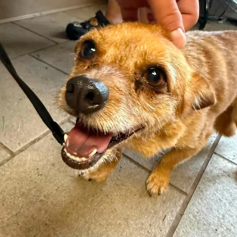 An adult small-sized male Brown / Chocolate Mixed Breed dog named Nacho Papa Stray Hold for adoption in Huntington, WV