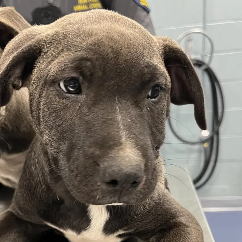 A baby small-sized male Gray / Blue / Silver Mixed Breed dog named Mitas for adoption in Greensboro, NC
