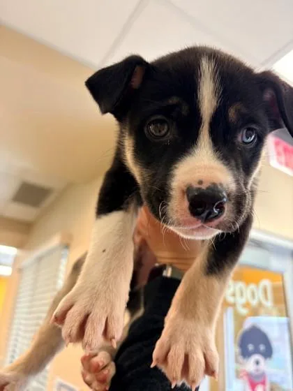 A young large-sized male Husky dog named Mario for adoption in Kansas City, MO
