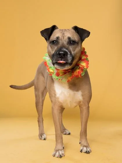 An adult medium-sized female Pit Bull Terrier dog named Torra for adoption in Atlanta, GA