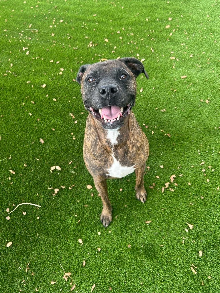 An adult medium-sized female Pit Bull Terrier dog named Rain for adoption in Rock Springs, WY