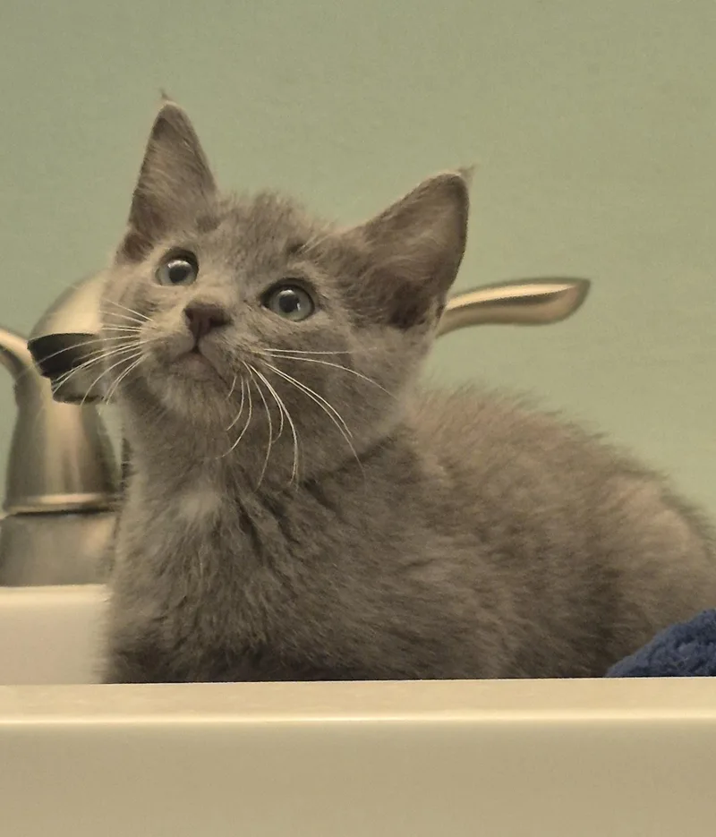 A baby medium-sized female Gray & White Domestic Medium Hair cat named Sourdough for adoption in Saint Pete Beach, FL