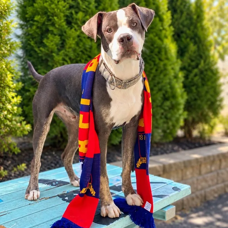 A young medium-sized male Tricolor (Brown, Black, & White) Mixed Breed dog named Sam Obisanya for adoption in Cranston, RI