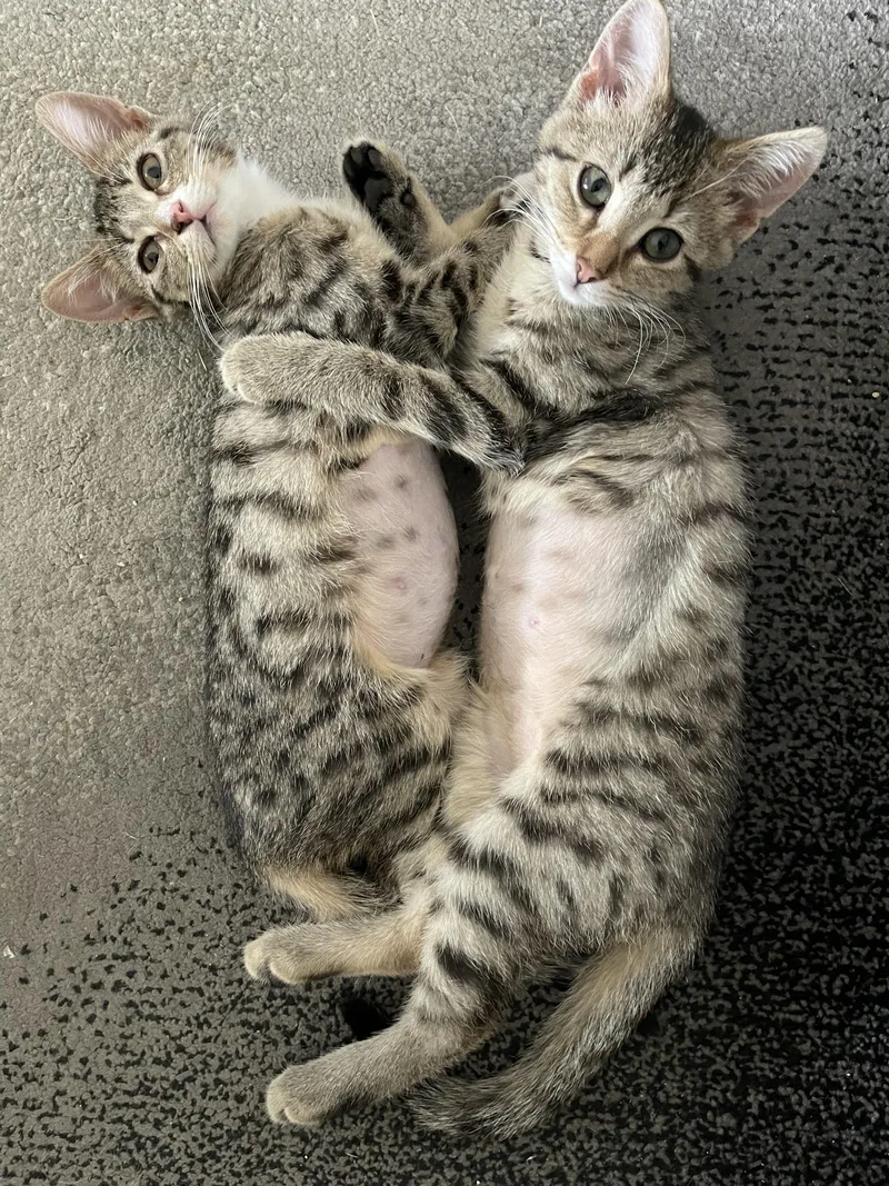 A baby medium-sized female Tabby (Brown / Chocolate) Tabby cat named Jade for adoption in Wyandotte, MI