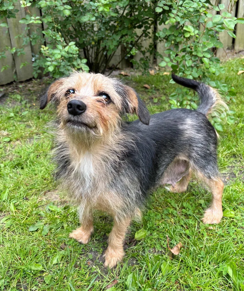 A young medium-sized female Terrier dog named Daphne for adoption in Spring Lake, NJ