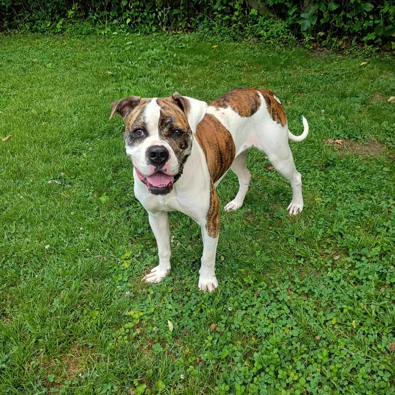 An adult medium-sized female Brown / Chocolate Boxer dog named Penny for adoption in Maynardville, TN