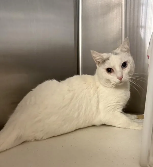 An adult small-sized female Domestic Short Hair cat named Mayonesa for adoption in Escondido, CA