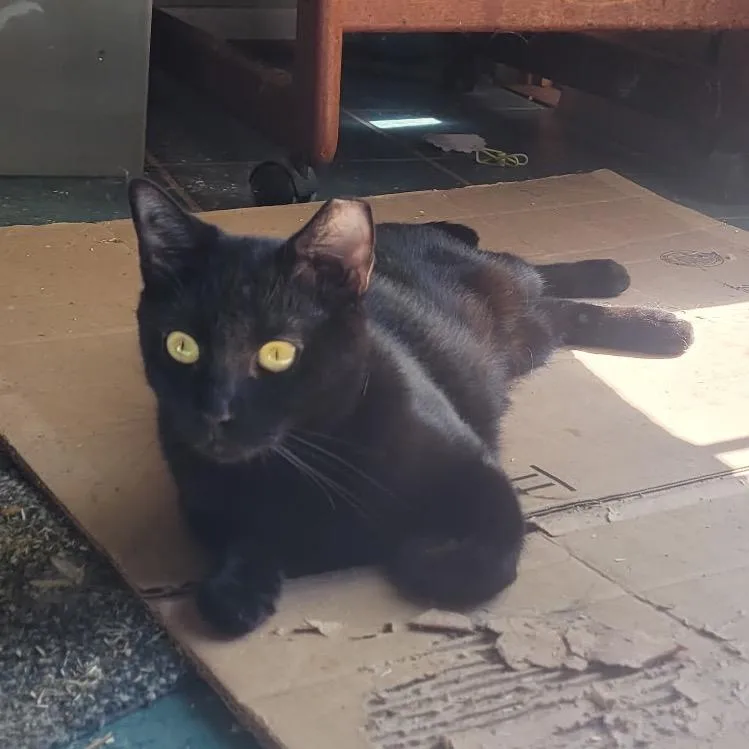 An adult small-sized female Black Domestic Short Hair cat named Bella for adoption in Curtis Bay, MD