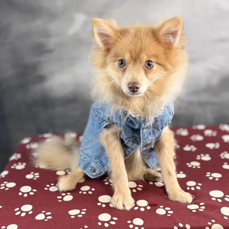 A baby small-sized male Pomeranian dog named Churro for adoption in Garland, TX