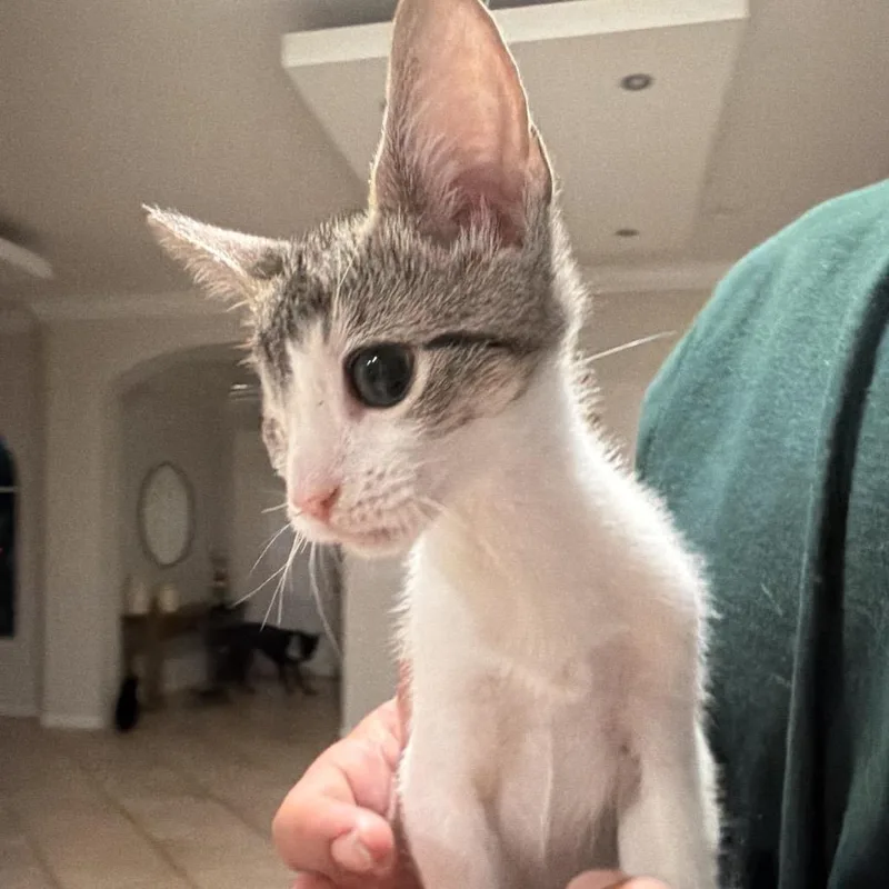 A baby small-sized female Brown / Chocolate Domestic Short Hair cat named Luz for adoption in Jupiter, FL