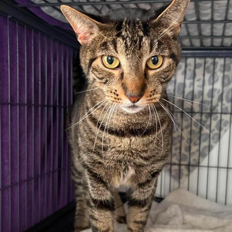 An adult large-sized male Tabby (Brown / Chocolate) Tabby cat named Austin for adoption in Huntington, NY