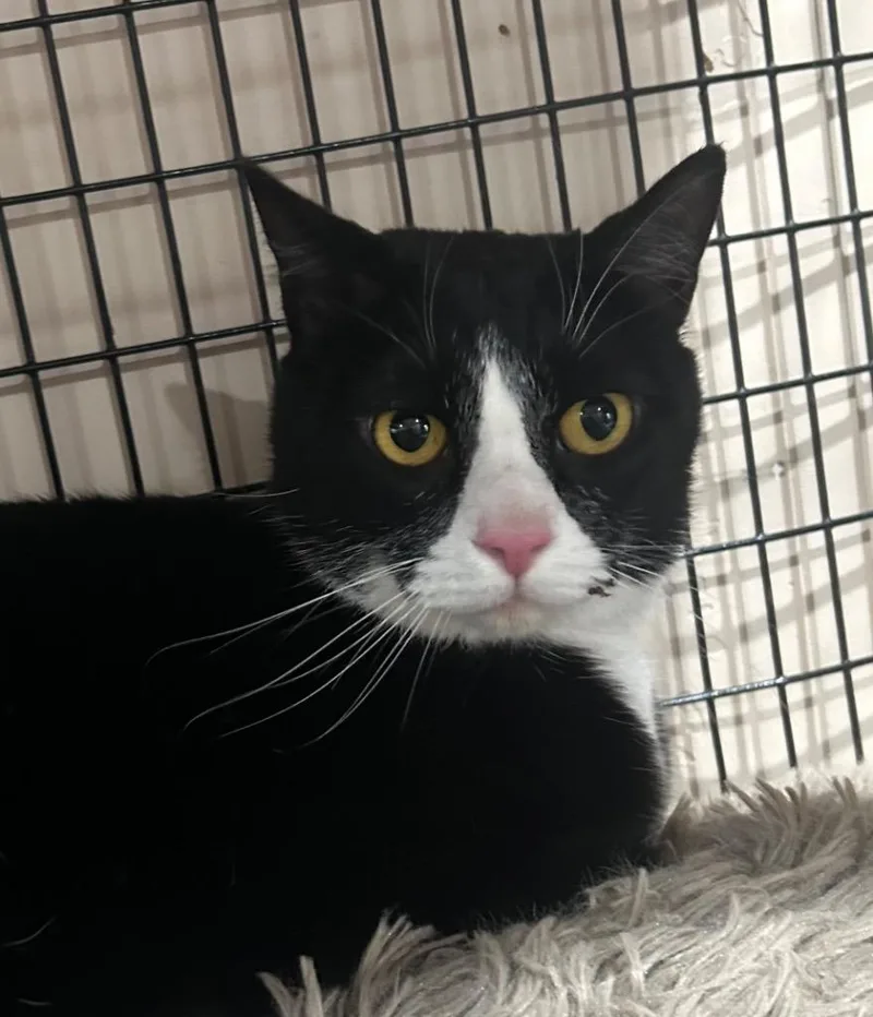 An adult small-sized male Domestic Short Hair cat named Tux for adoption in Cottonwood, AZ