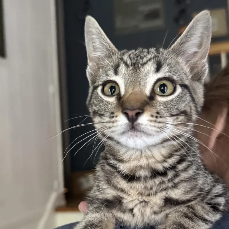 A baby small-sized male Gray / Blue / Silver Domestic Short Hair cat named Cash for adoption in Danbury, CT