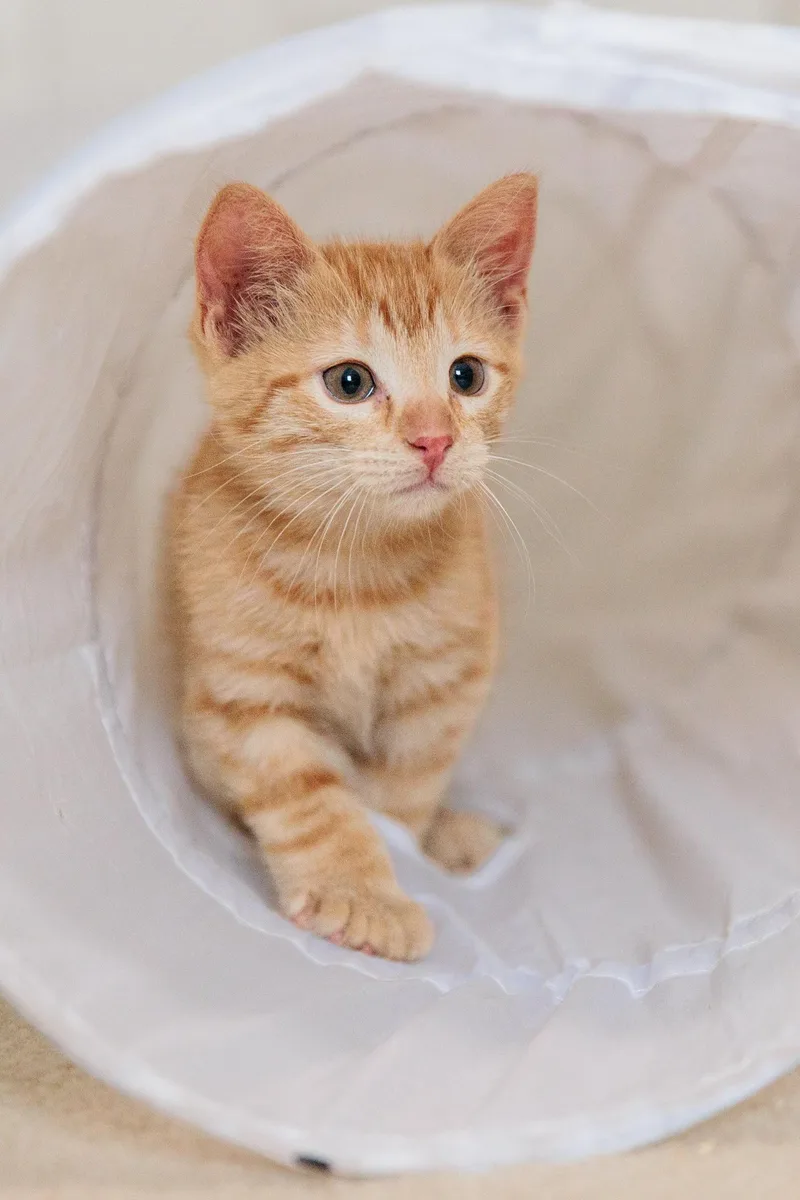 A baby large-sized female Domestic Short Hair cat named Thumbelina for adoption in Gainesville, VA