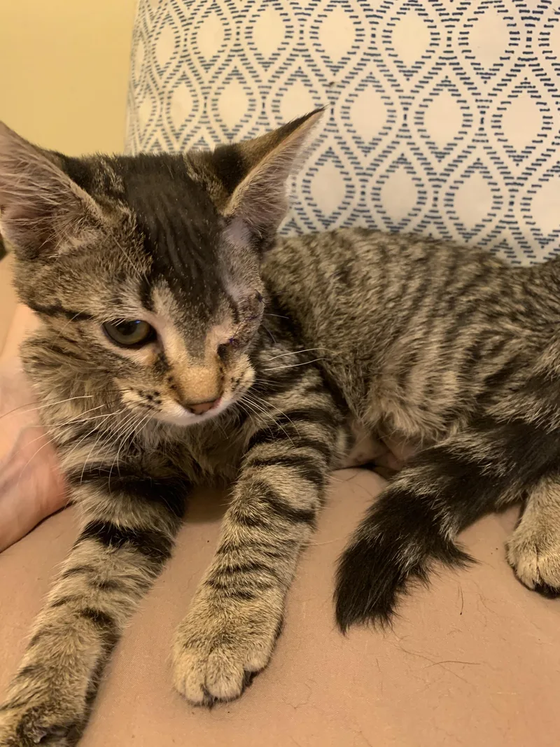 A baby small-sized female Tabby (Brown / Chocolate) Domestic Short Hair cat named Minnie for adoption in Davisburg, MI