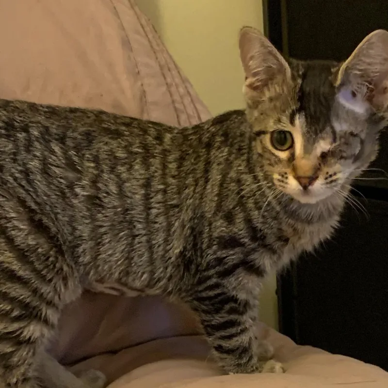 Minnie thumbnail 3