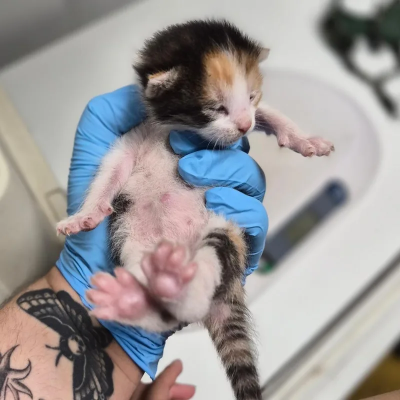 A baby small-sized female White Domestic Short Hair cat named Madeleine for adoption in Wahiawa, HI