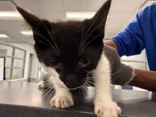 A baby small-sized male Domestic Short Hair cat named Pepper for adoption in Charlotte, NC