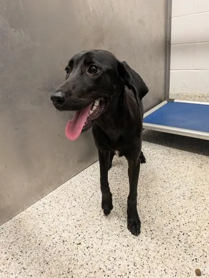 A young medium-sized female Mixed Breed dog named Riley for adoption in Atlanta, GA