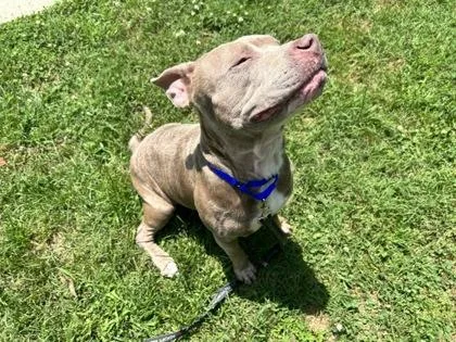 Zena