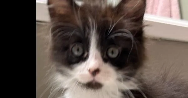 A baby small-sized female Domestic Medium Hair cat named Katana for adoption in Fort Walton Beach, FL