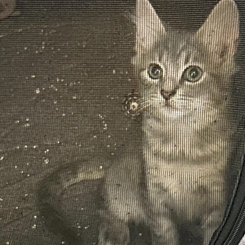 A baby medium-sized male Domestic Medium Hair cat named Tom for adoption in Marion, NC