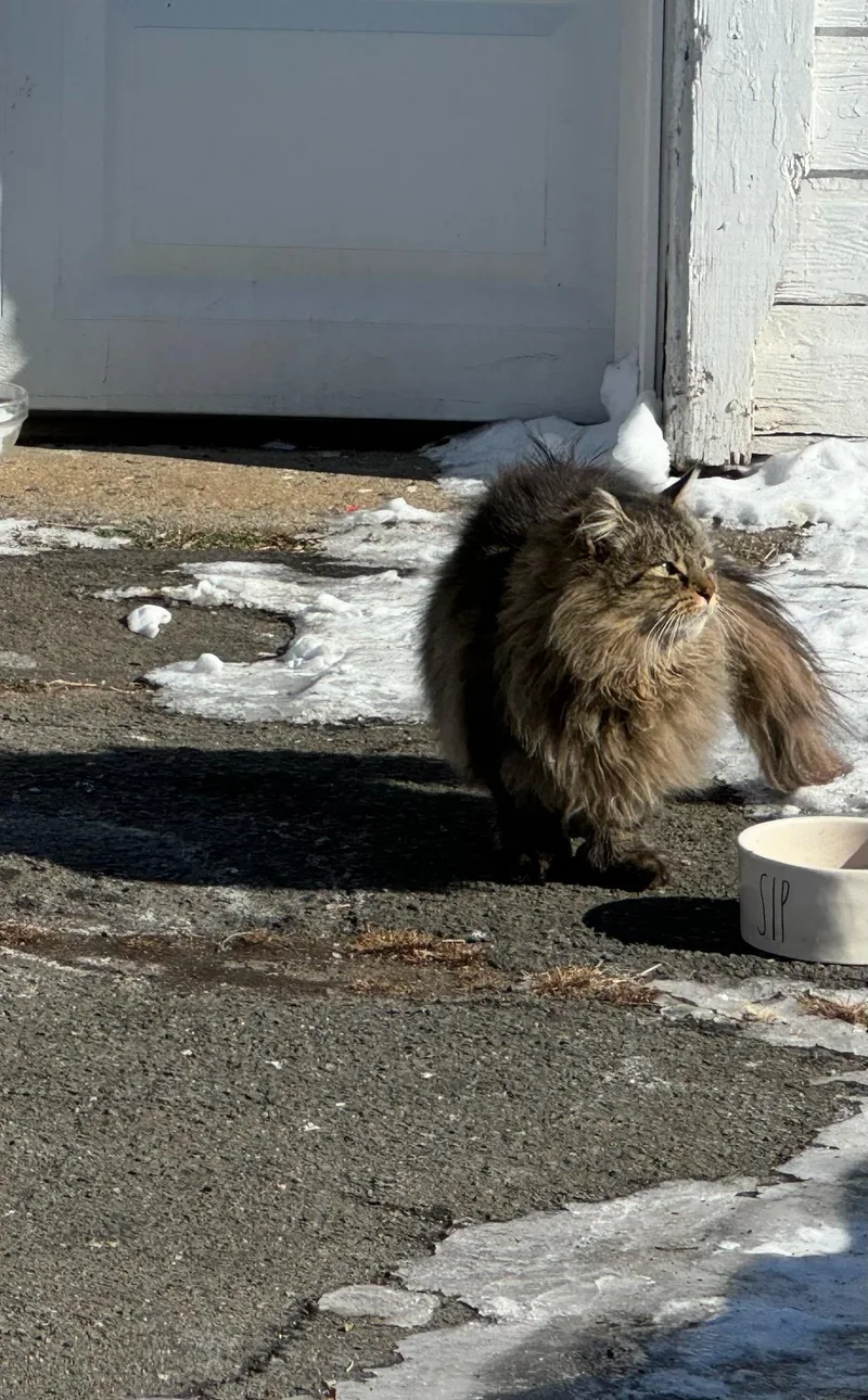 An adult large-sized female Maine Coon cat named Fluffy for adoption in Canton, CT